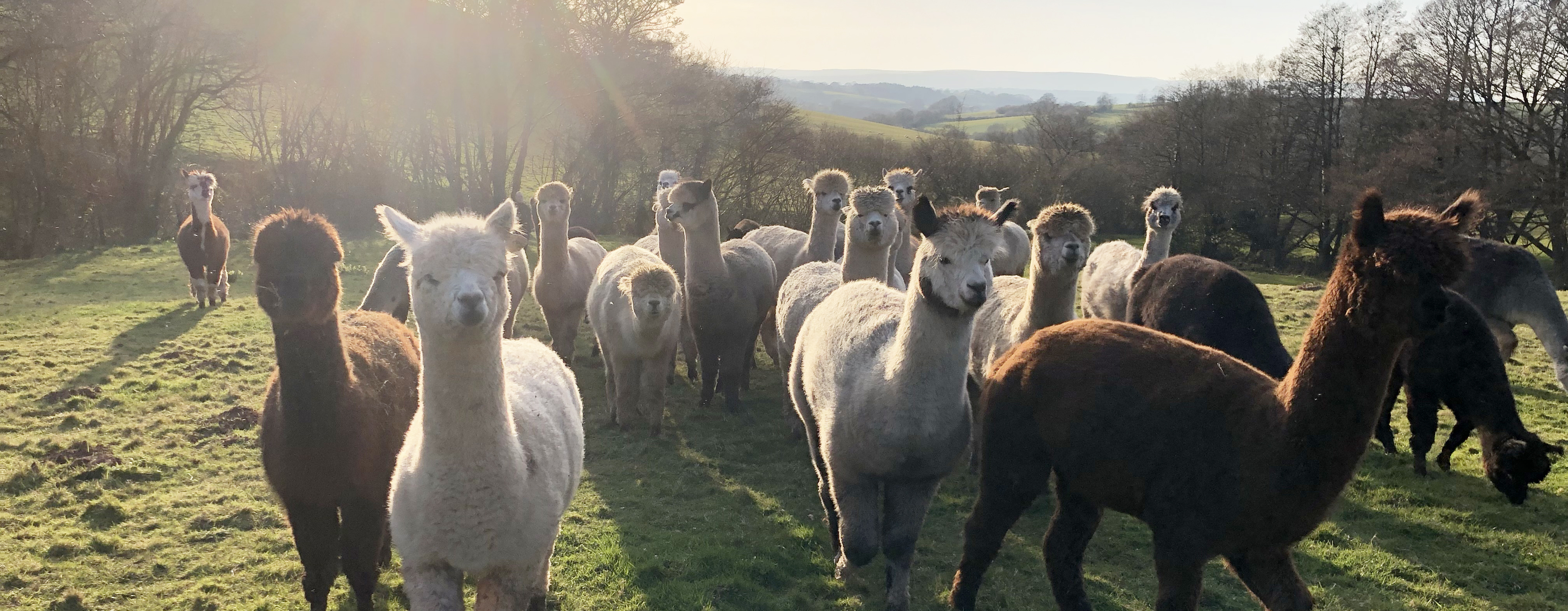 Our alpaca herd on a sunny morning in South Wales, UK