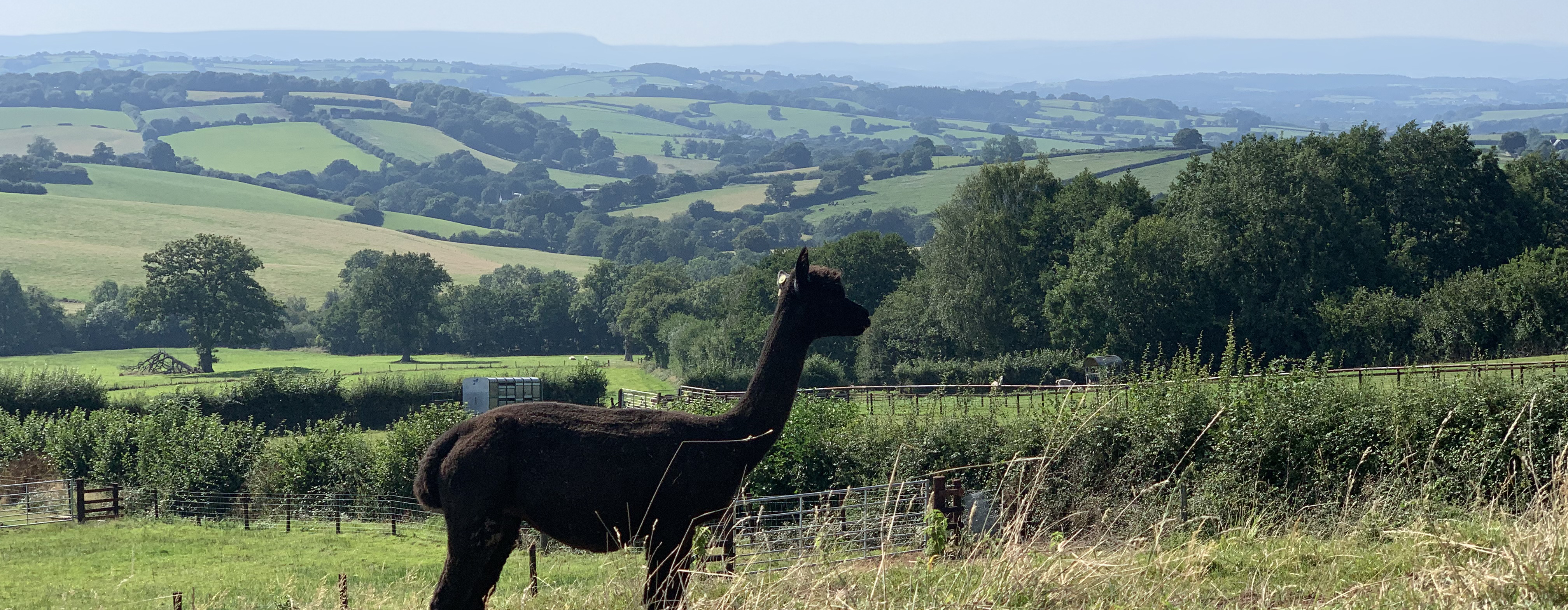 A brown alpaca on our alapca farm in Monmouthshire, South Wales, with a backdrop of Usk Valley