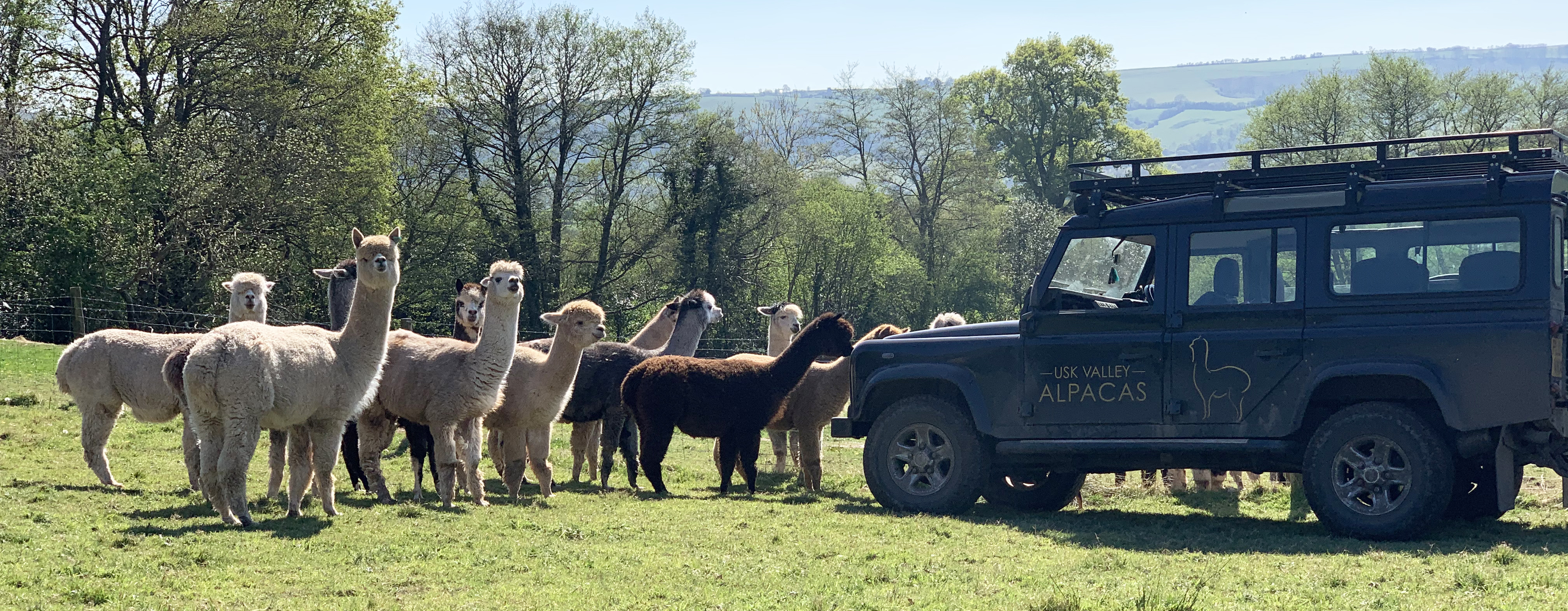 Our alpaca herd on our farm in South Wales, stood beside an Usk Valley Alpacas branded vehicle