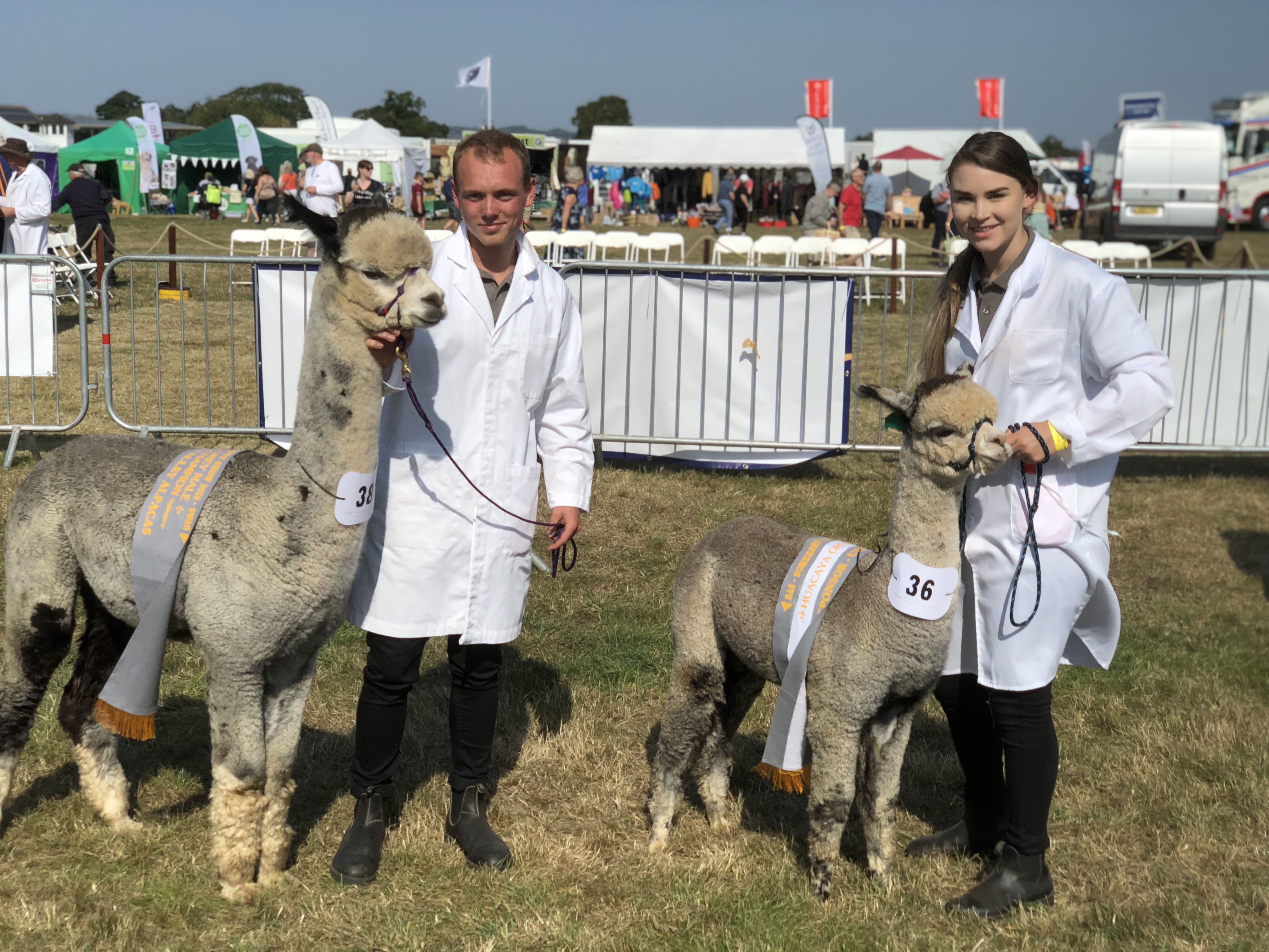 Two of our award winning championship huacaya alpacas posing with handlers after winning at an alpaca show