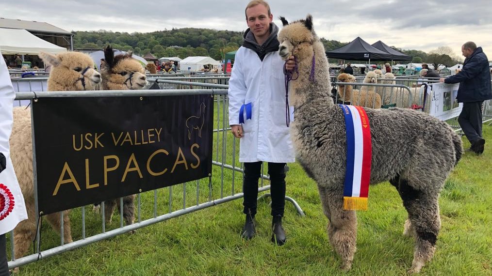 Limelight the alpaca stood with a handler beside an Usk Valley Alpacas banner, having just won an award at an alpaca show
