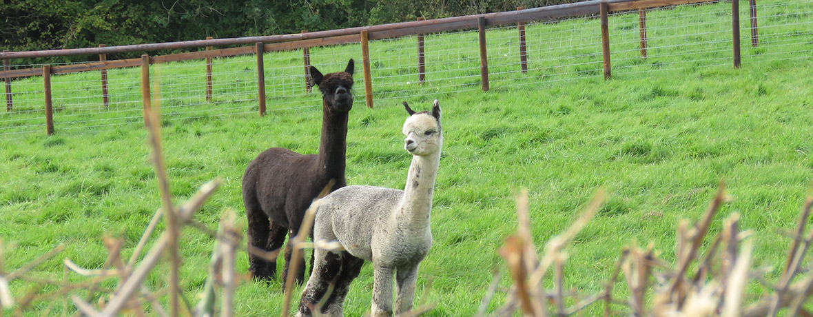 Brown and grey alpacas for sale on our alpaca farm in South Wales, UK